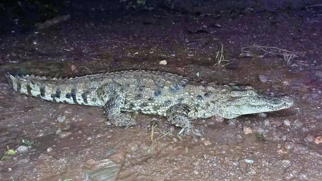 चिंचघरमध्ये मानवी वस्तीत घुसली मगर; वन विभाग, ग्रामस्थांच्या सतर्कतेमुळे अनर्थ टळला!
