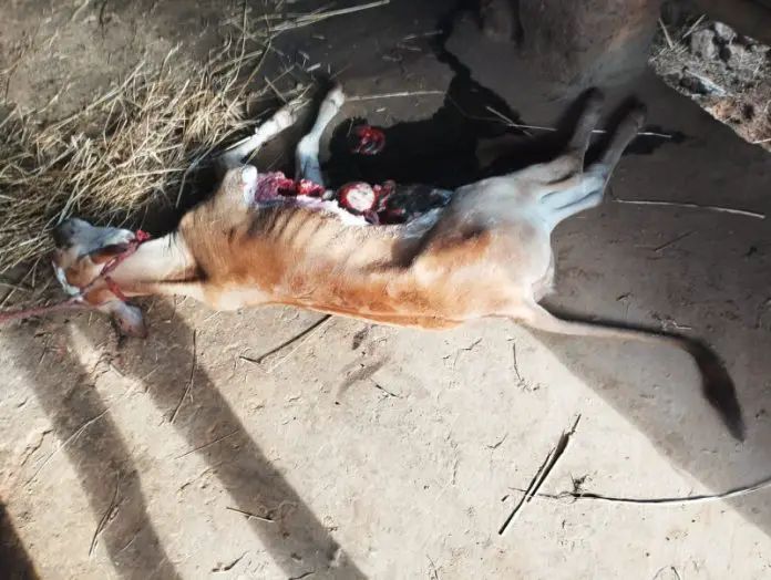 चिपळूण: कुशिवडे येथे बिबट्याचा धुमाकूळ; बिबट्याकडून गाई, वासरू, बकऱ्यांचा फडशा