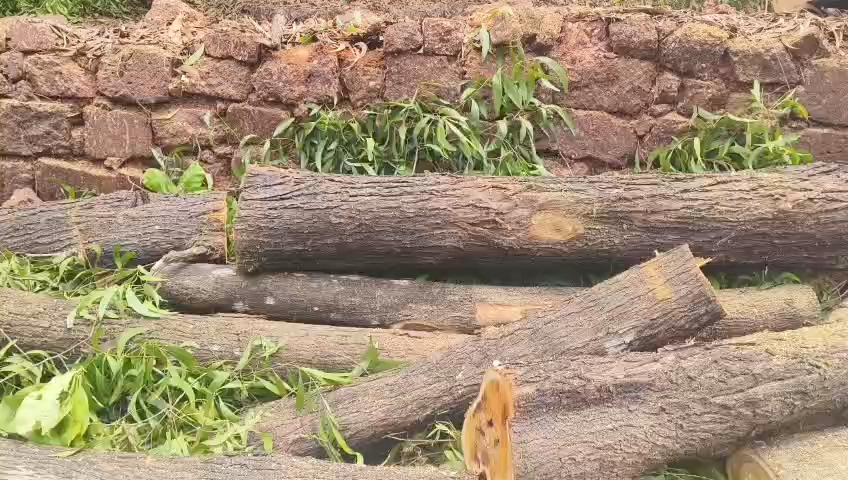 लांजा तालुक्यात वृक्षतोडीचा धुमाकूळ; प्रशासनाच्या दुर्लक्षाने लाकूड तस्करांचे धाडस वाढले